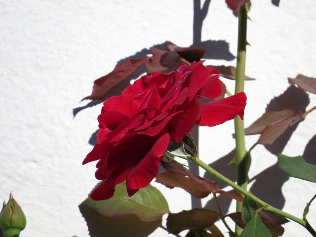 A rose like this is lovely in any month