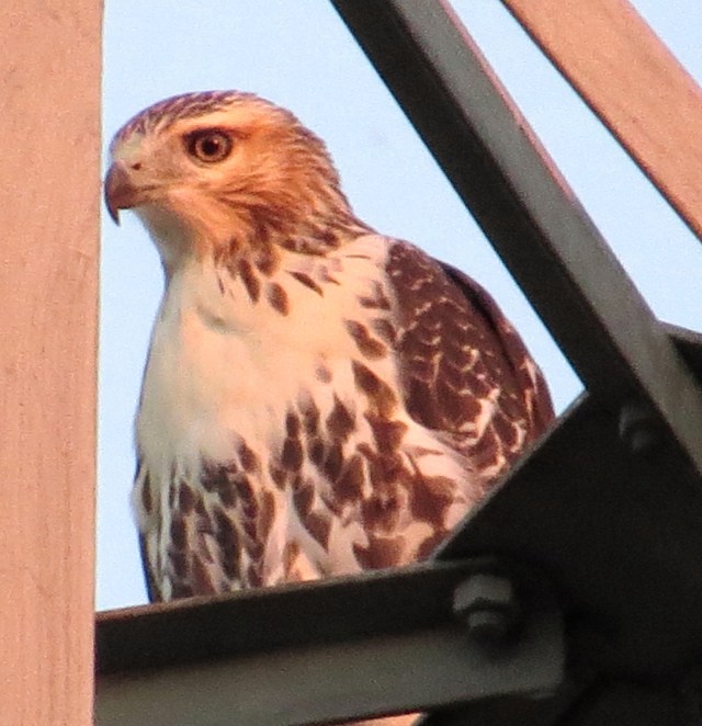 I think this is a youngster. Nice light too. 