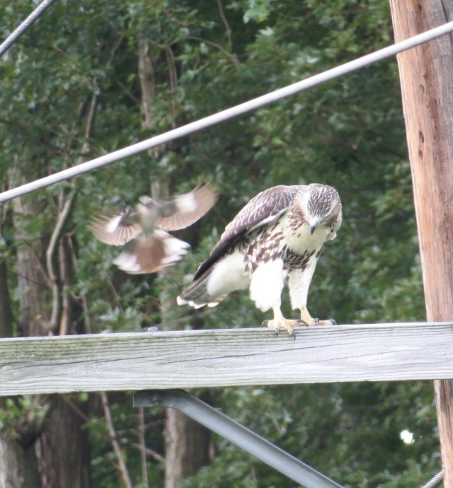 Mockingbird coming in for another pass. It is constant. 