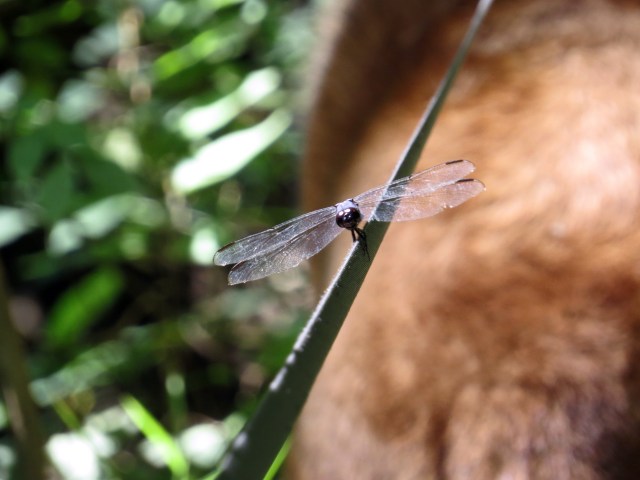 Man, dog, dragonfly - three beings catch their breath. 