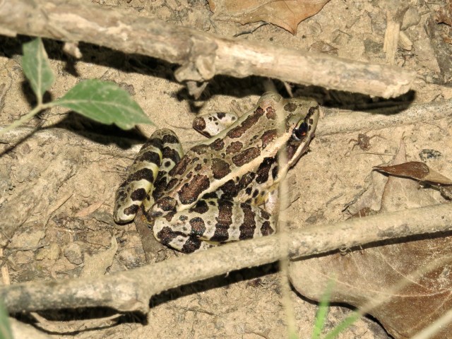 Well camouflaged Leopard Frog - good eye Evie! 
