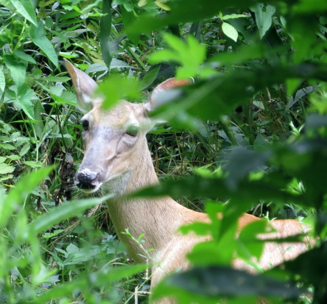 A brief, penetrating gaze to see if we're a threat to her lunch. 
