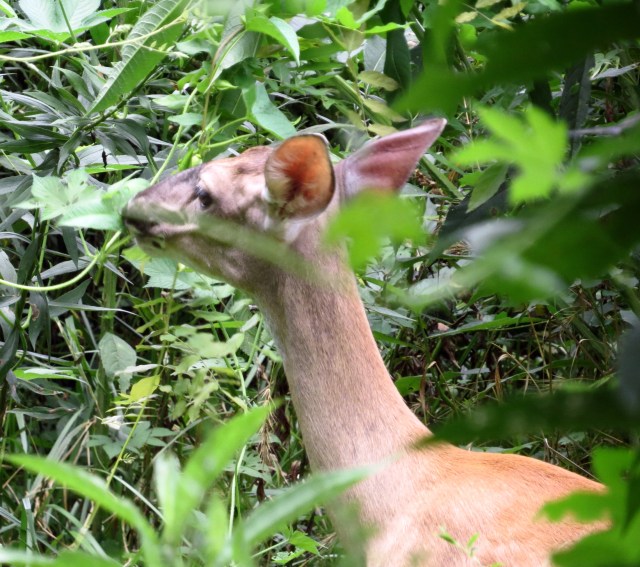 She correctly assessed us as benign. 