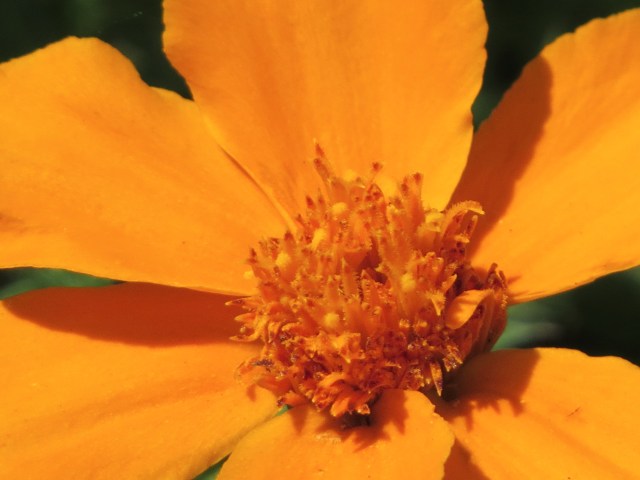 Well orange you special! 