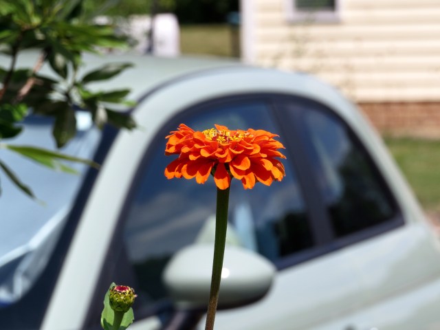 One lovely orange flower