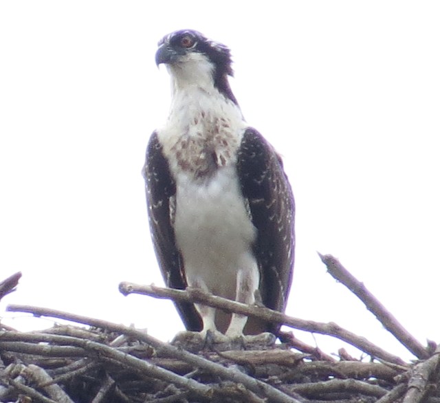 Osprey on nest in bad light. Hungry osprey too I'm thinking. 