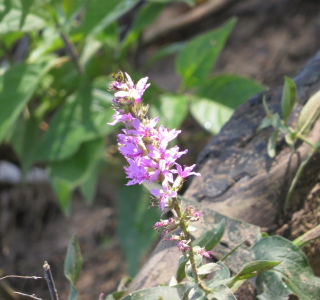 Sunny and cheerful morning 