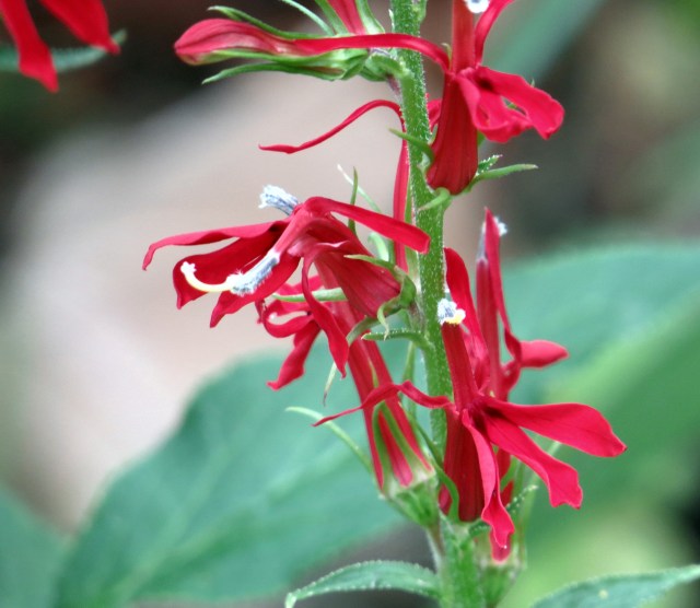 Still some bright colors as the days get short