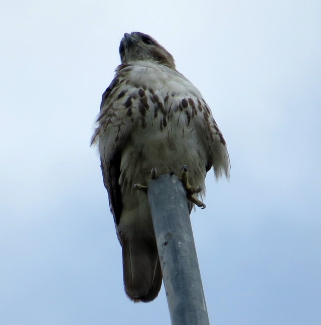 Isn't that a crazy angle? I'm getting better at anticipating where they'll show up. Look at those feet. 