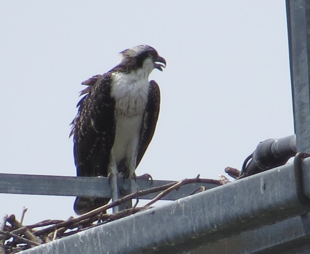 Osprey on a tower - my first raptor for August 