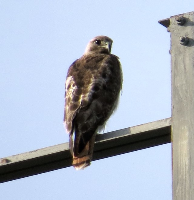 I went to "osprey country" - and got a hawk instead! 