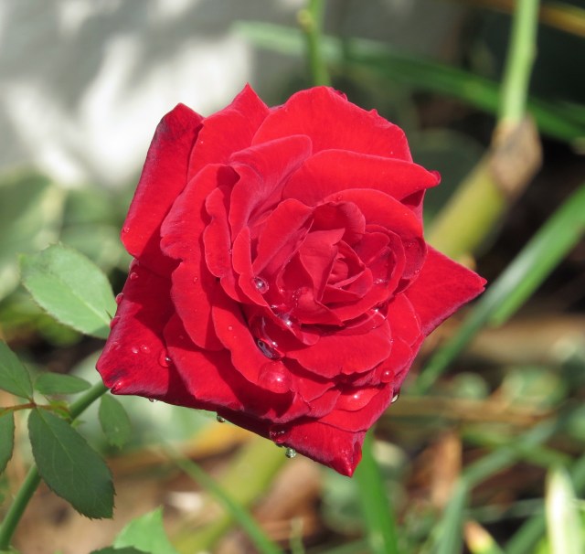 A different rose every week! They are all works of art! 