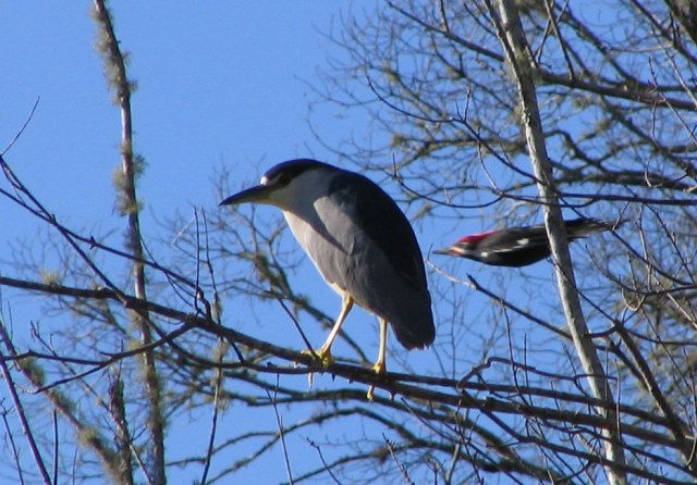 Wikipedia image - of Black-crowned night heron and pileated woodpecker - in definition for "serendipity." 