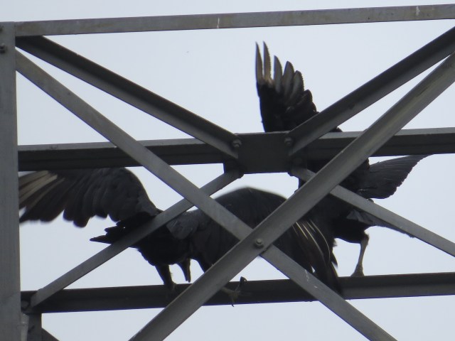 These Black vultures are raucous. Turkey vultures are never raucous. 