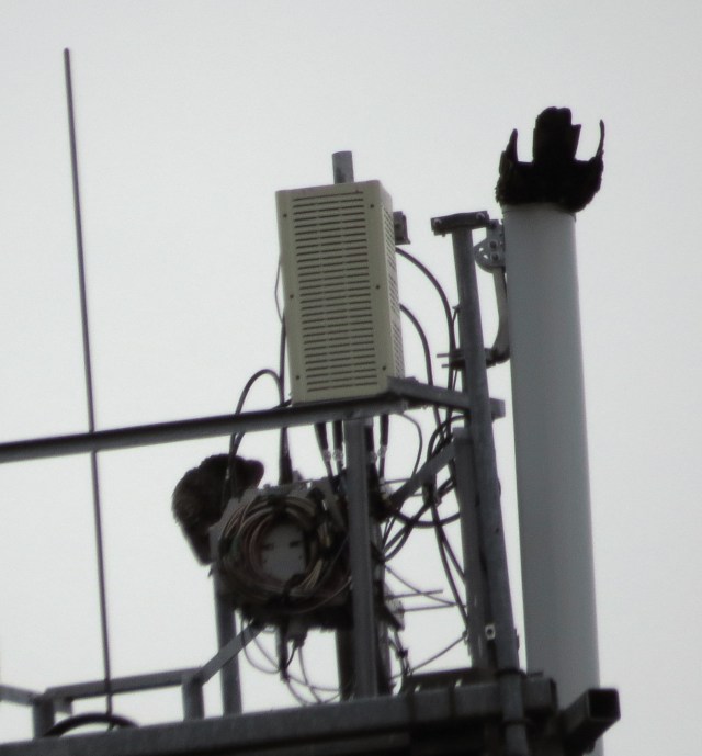 Two vultures on this cell tower. 