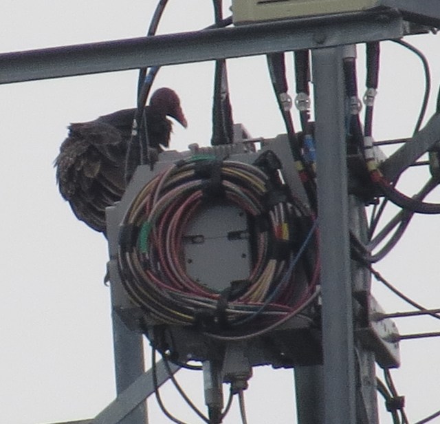 Zoomed in on the lower one. I don't know what it's doing, but probably it's just perching. 