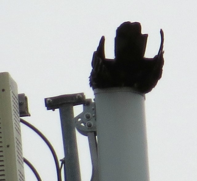 What is going on here? It's acting like a chickadee! Except these guys weigh 5 lb. v. 1/2 oz for a chickadee. Crazy. 