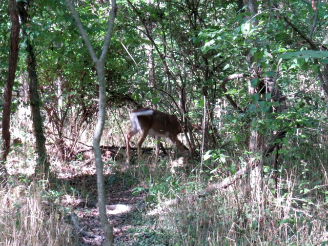 Deer crossing the trail
