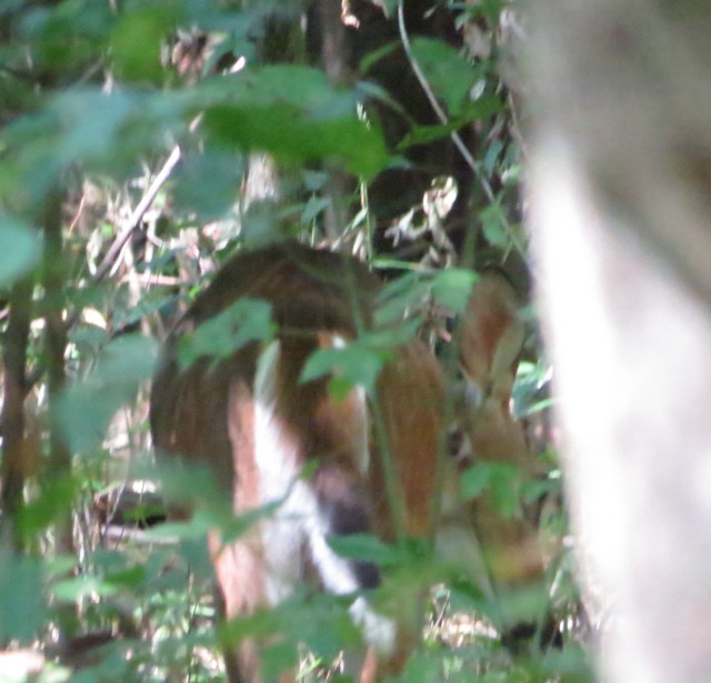 Same deer, only this time is head's down, he's eating something on the ground - you can see his eye and nose down low.