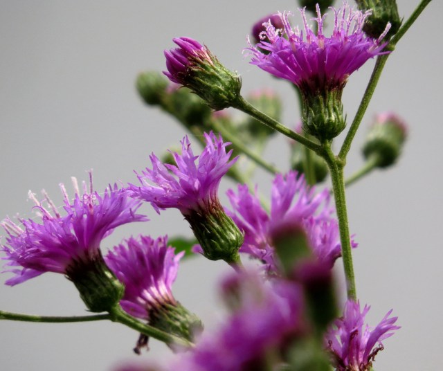 Some of my pictures come out well 