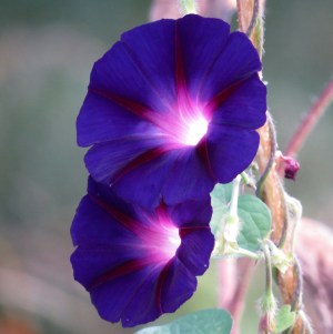 How this happens I know intellectually but it still seems miraculous