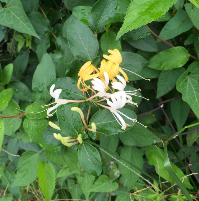 Delightfully summery honeysuckle - on the final Saturday in September! 