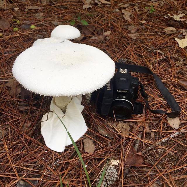 Very fun. That is one big mushroom.