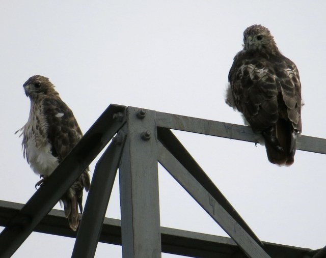 Always happy to get two at once, even when the light is bleak