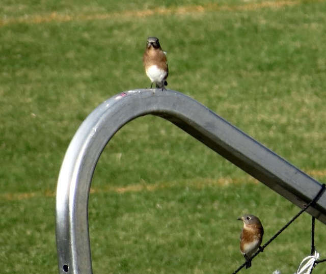 No one scored on them while I watched. But it did take two of them. 