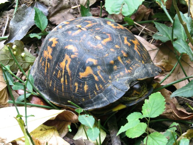 Eastern Box Turtle - don't his shell markings look like raccoon tracks? 
