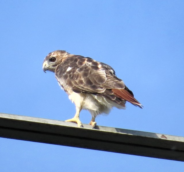 Look how bright that tail is! I don't see their tails very often. 