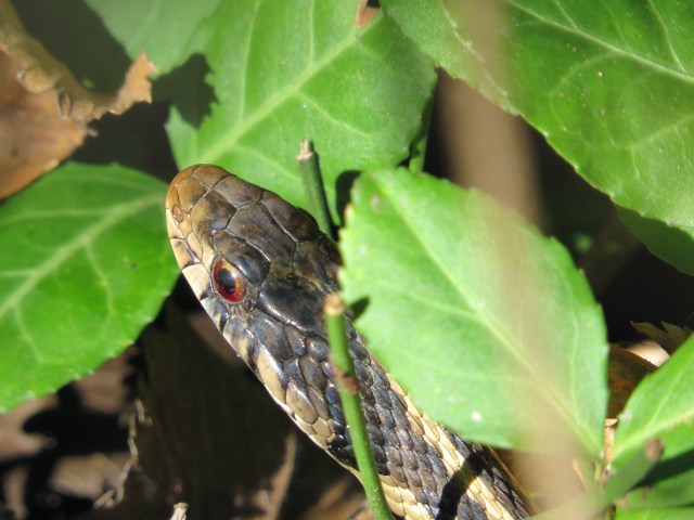 Garter snake at Pony Pasture - interesting identification explanation below