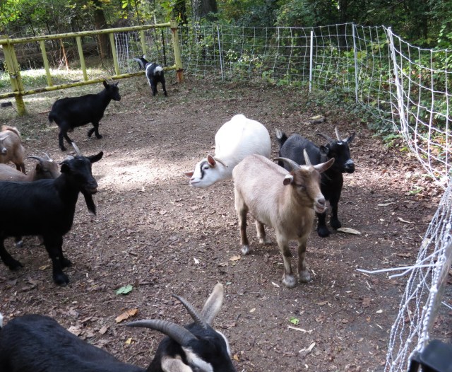 Goats - get rid of invasives, get back fertilizer, milk and cheese. What could be more ecologically friendly? 