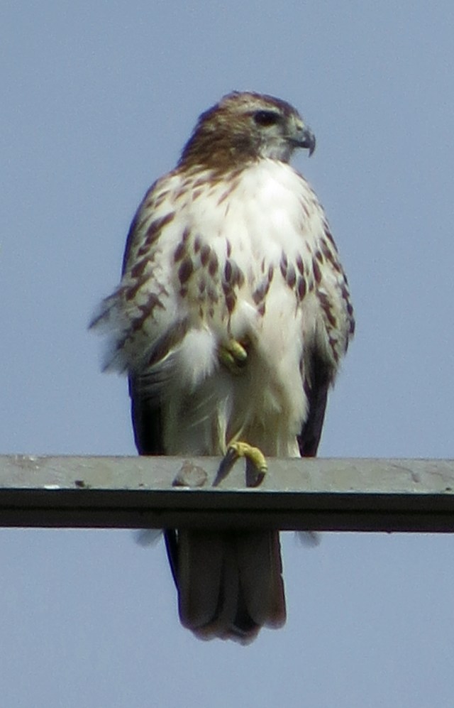 They're so handsome. Or pretty. They have presence. 