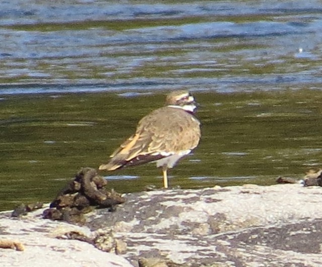 I wonder if killdeers think about Canada geese? This could have been a much nicer picture. 