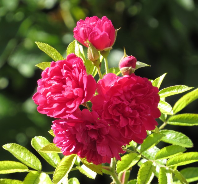 Could be the final rose of 2015 here on Westbury Drive. If so, that's a bright and cheerful way to end the season. 