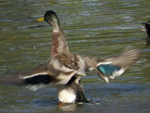 Male mallard flailing around