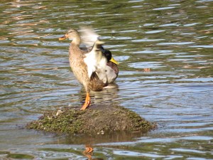 Female mallard trying to look taller than she really is