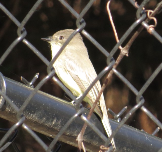 Perching on a fence line - just like it says in allaboutbirds.com