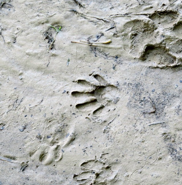 Raccoon track in the center of the picture