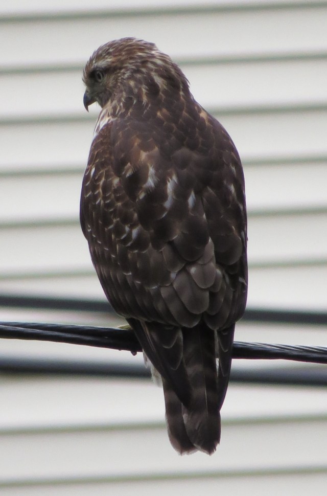 Young Red-tail almost within sight of my house