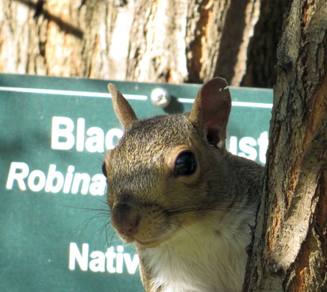 Some squirrels will go to great lengths to get their pictures on the internet