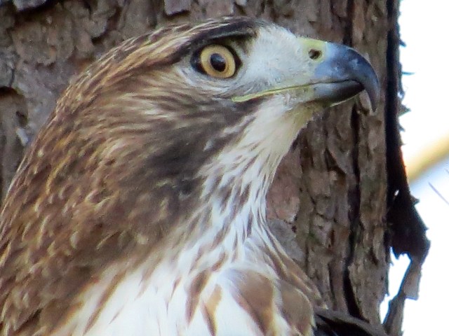 It's a difficult look to interpret. It may be arrogant. Or confident. Or raptors don't have emotions - who am I to say. 