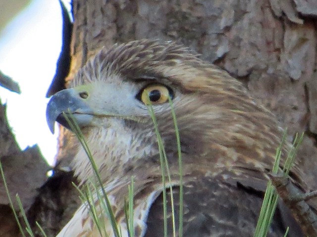 It's hard to look away from a hawk's eyes