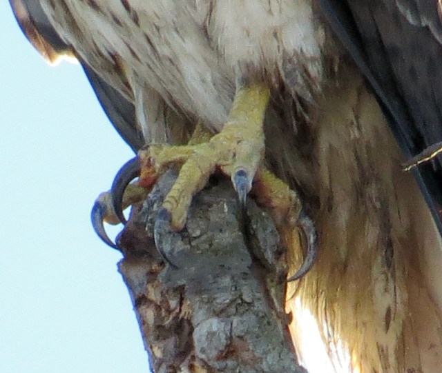 That's a bad sight for a small mammal to turn its back on