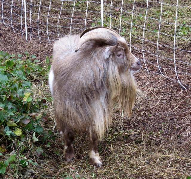 This is Billy; he's friendly and confident just this side of arrogant. 