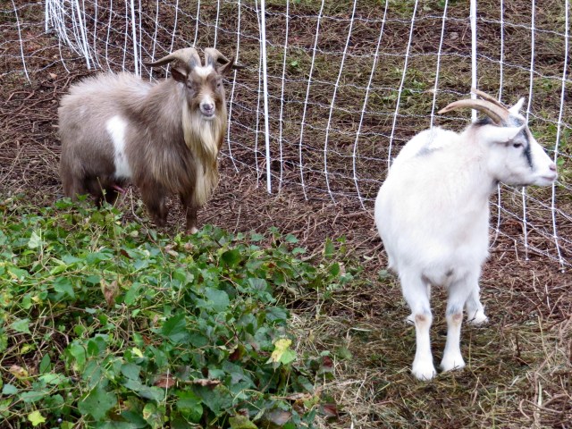 "Billy" is darker; "Beacon" is the mostly white goat. 