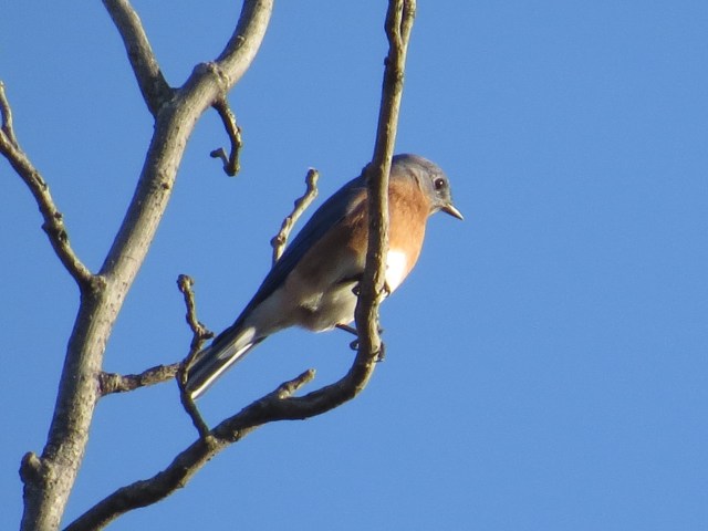 Bluebird / Bluesky