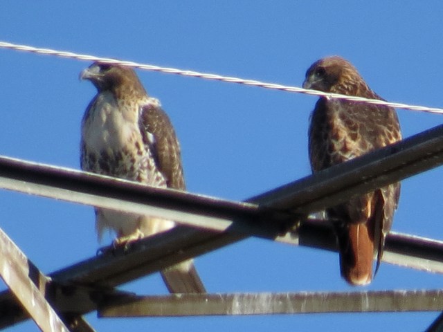 Pair of Red-tails in Bon Air, female on the left