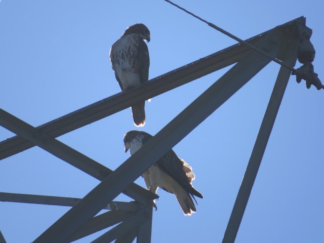 Male and female Red-tails near the house Tuesday morning